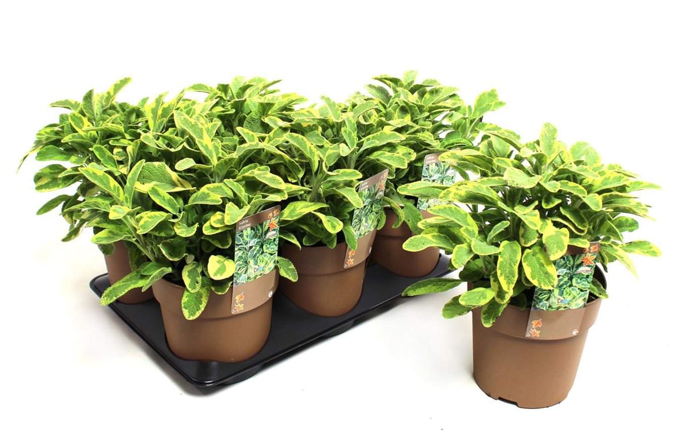 Salvia off. 'Icterina' - C1,5